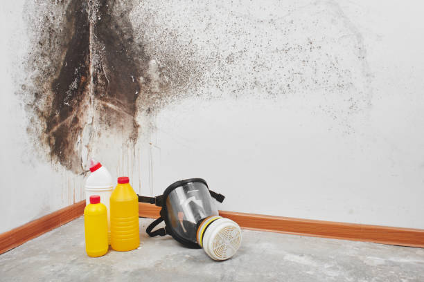 Best Office Mold Removal Services  in Highland, KS