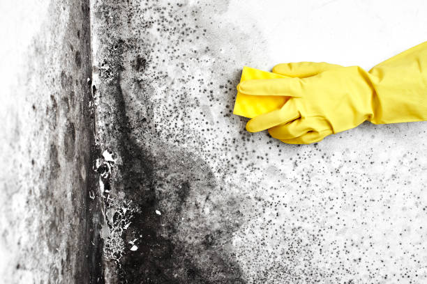 Best Residential Mold Removal  in Highland, KS