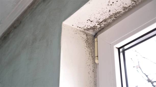 Best Mold Removal Near Me  in Highland, KS