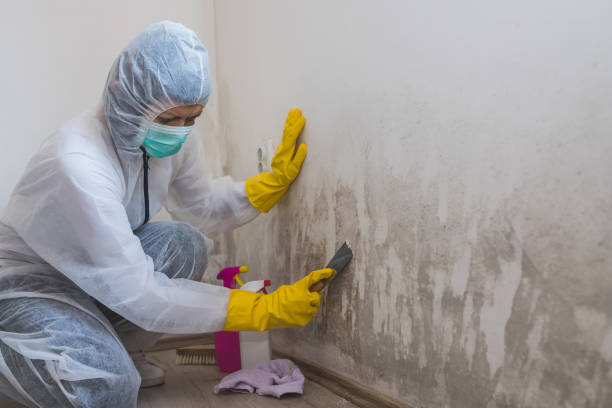 Best Attic Mold Removal  in Highland, KS