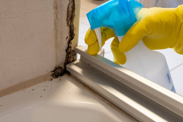 Best Mold Removal Company Near Me  in Highland, KS
