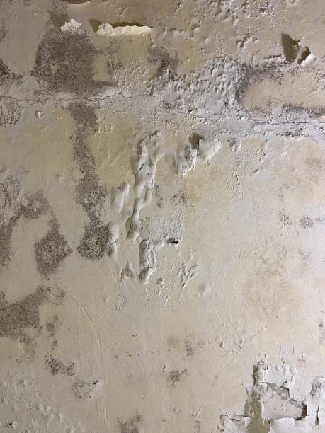 Crawl Space Mold Removal in Highland, KS