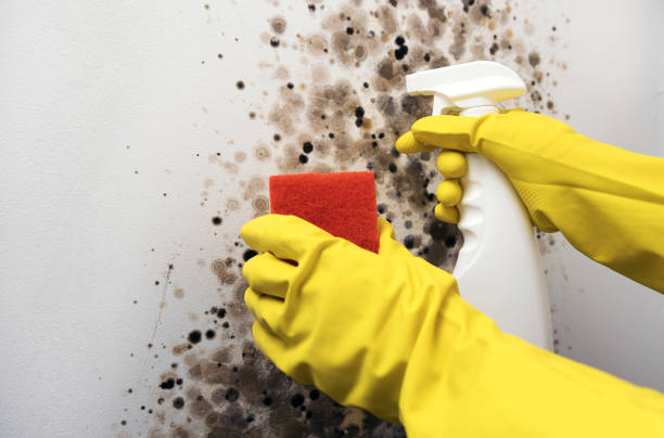 Best Residential Mold Removal  in Highland, KS