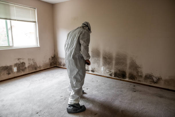 Best Toxic Mold Removal  in Highland, KS