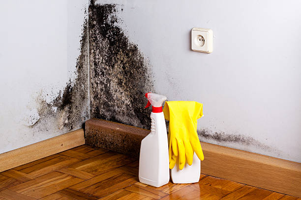 Home Mold Removal in Highland, KS
