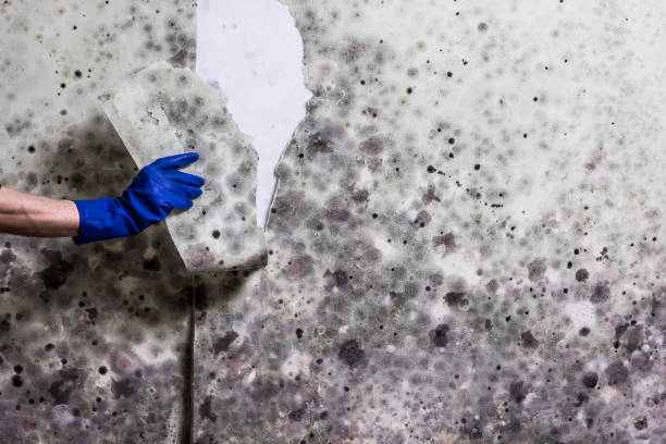 Best Same-Day Mold Removal  in Highland, KS