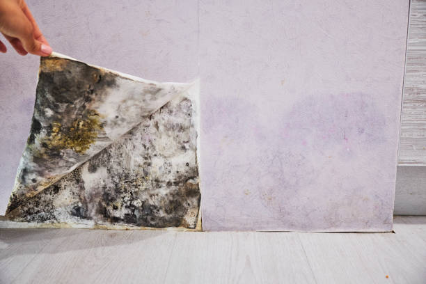 Best Commercial Mold Removal  in Highland, KS